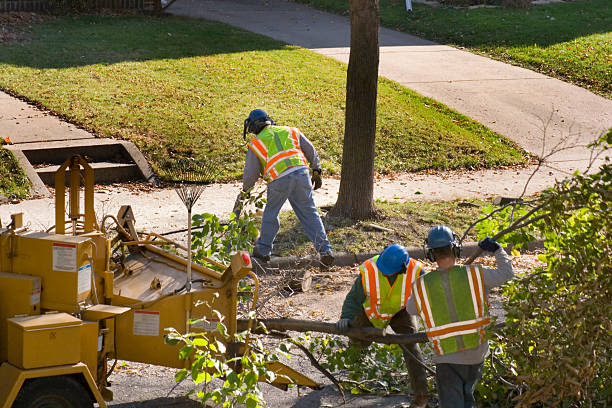 Large Tree Removal in Ellerslie, GA